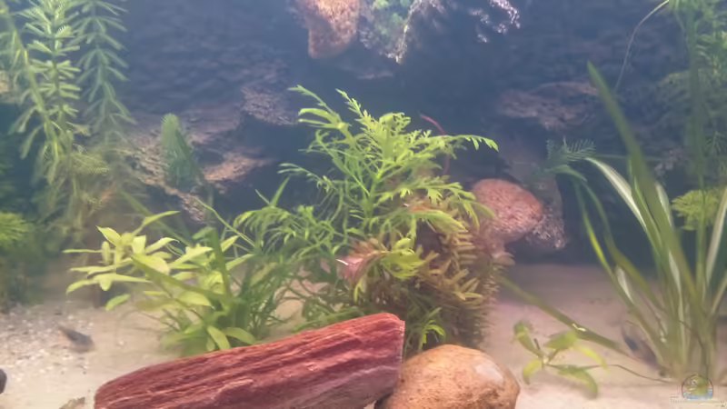 stein von Inai Whang (17)