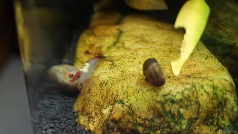 Stein von Raphi (12)