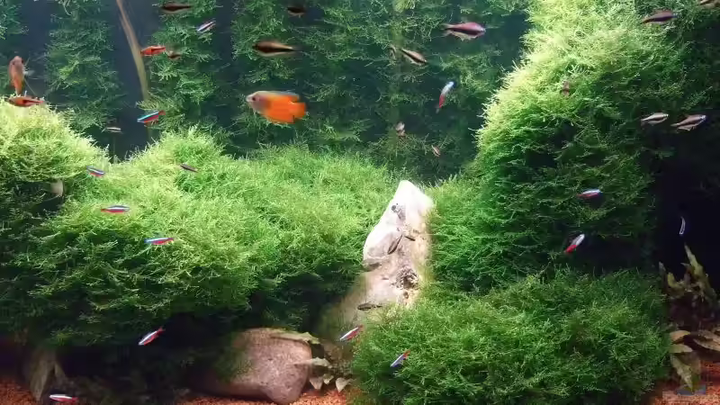 Stein von Sebastian Winkel (6)