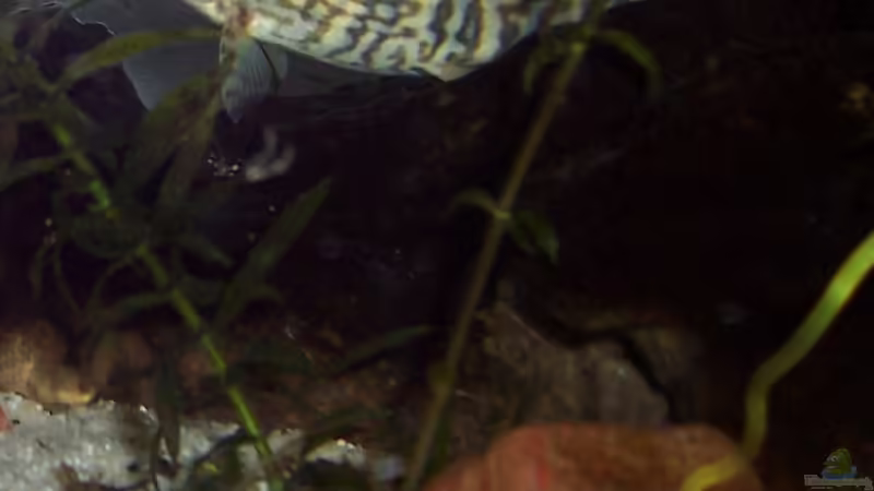 Stein von Solaris (7)