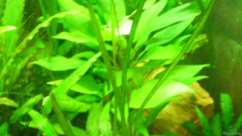 Stein von Thomas Ahrens (12)