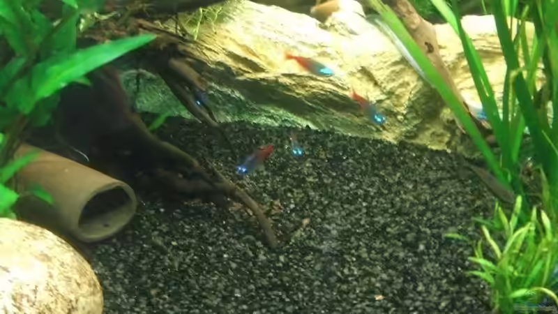 Stein,Welshöle,Wurzel und Terasse von Mellie (10)