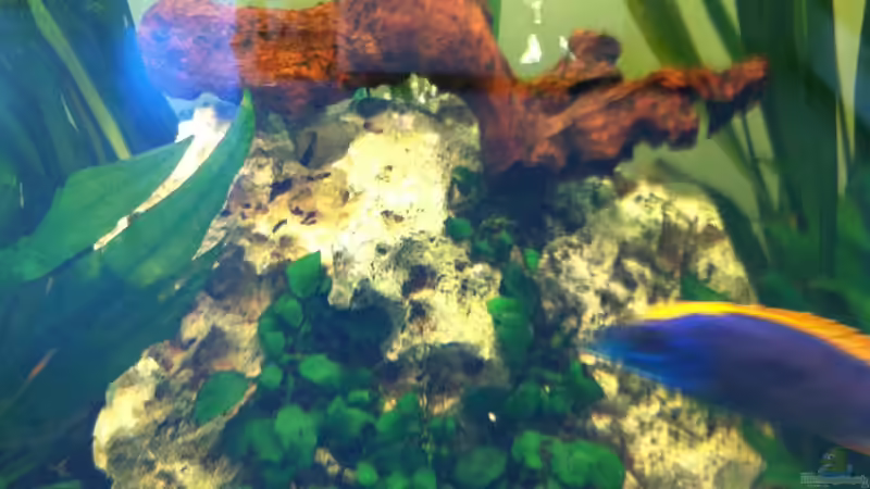 Stein Wurzeln von Yejo (10)