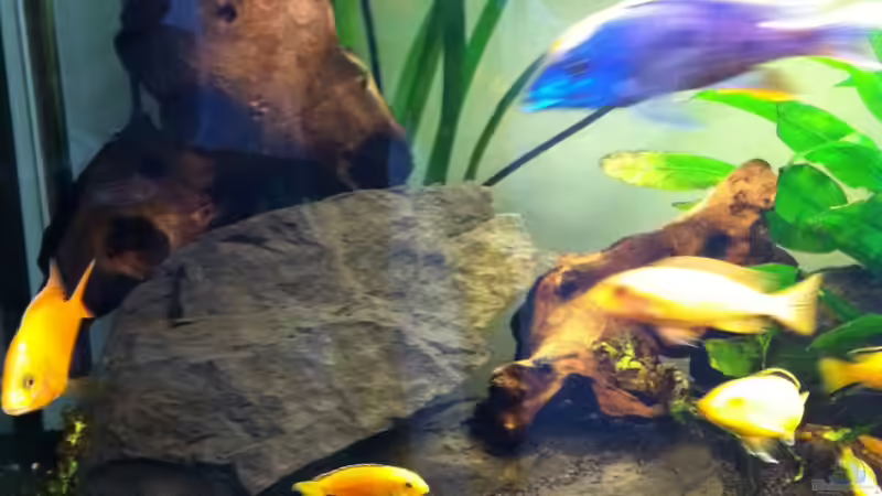 Stein Wurzeln von Yejo (11)