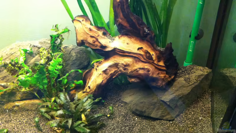 Stein Wurzeln von Yejo (12)