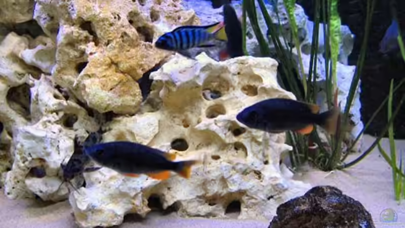 Steinaufbau-Fischgruppe von Katja Wilhelm (5)