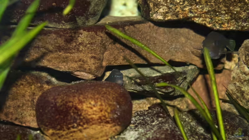 Steinaufbau im Oktober 2010 mit Blitzlicht photographiert von timme (28)