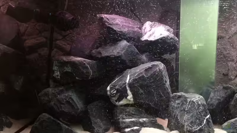 Steinaufbau linke Seite von Hanse-Hannes (5)