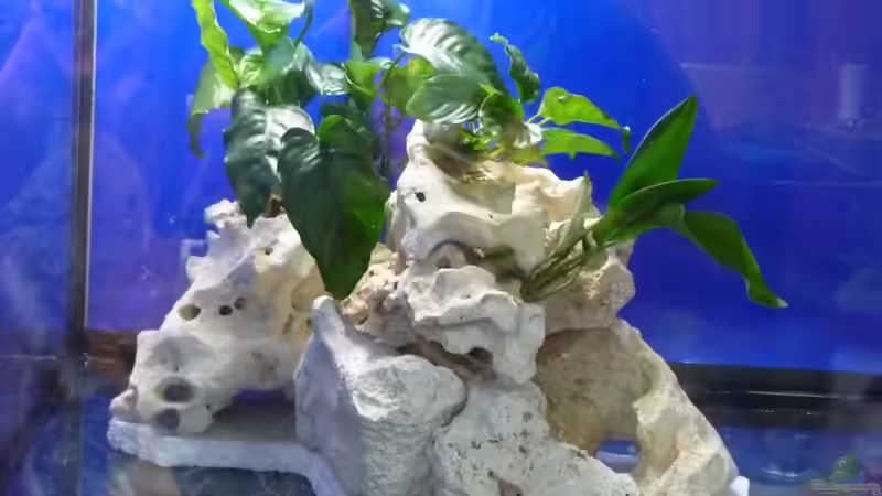 Steinaufbau mit Bepflanzung links von DER YBBSTALER (10)