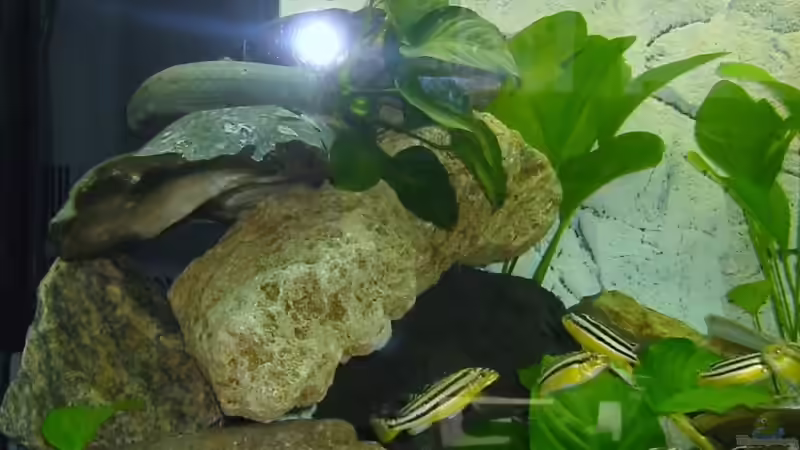 Steinaufbau mit Filter im Hintergrund,und Pflanzen von Kai Jipp (4)