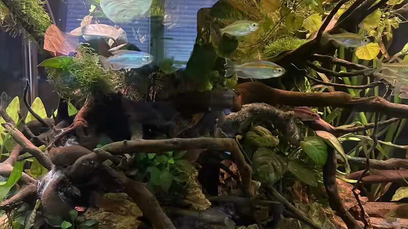 Steinaufbau mit Wurzeln  von Franne (15)