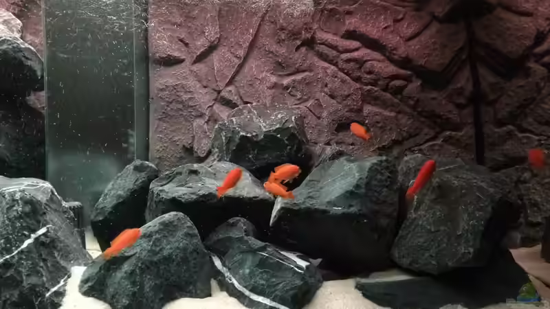 Steinaufbau rechte Seite von Hanse-Hannes (6)