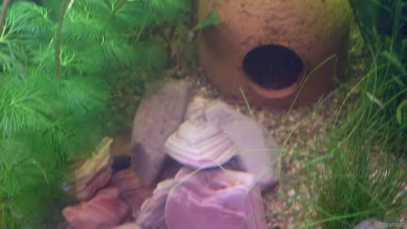 Steinaufbau von lichterschein (11)