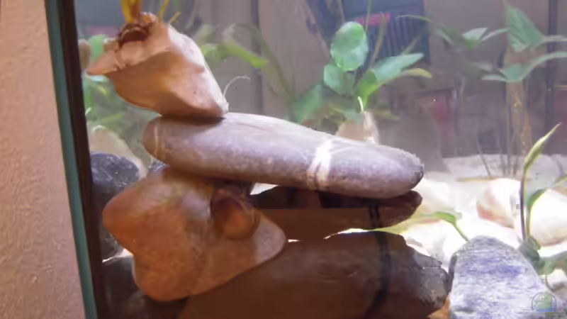 Steinaufbau von links von Exotist (21)