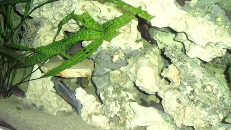 Steinaufbau von Toelz (6)