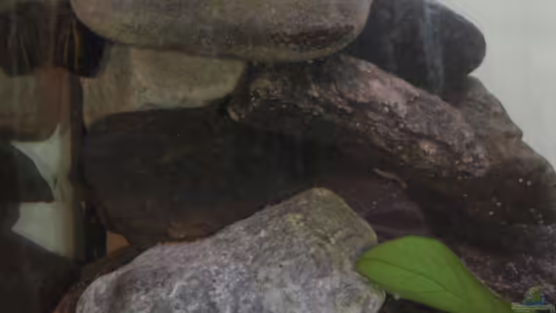 Steinaufbau von vorne von Exotist (20)