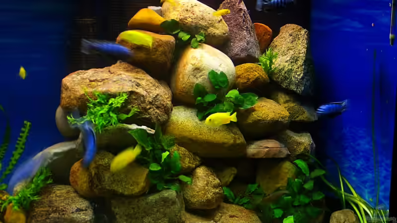 Steinaufbau vor den Filtern mit größeren Stein von Hr.Lampe (9)