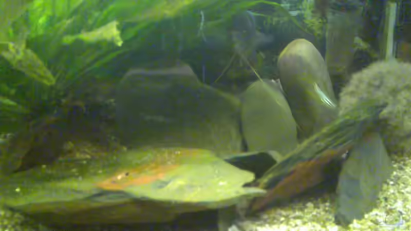 Steinaufbauten, von den Flusskrebsen und dem Schlangenkopffisch gerne genutzter Schlaf von Thomas Müller (7)