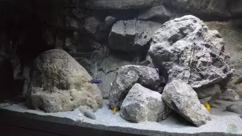 Steinaufbauten für Mbunas aus dem Malawisee - so planst du richtig