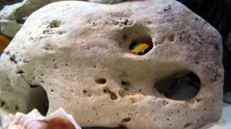 Steinaufbauten ideal zum verstecken der Malawi`s von Ricardo Kisker (8)