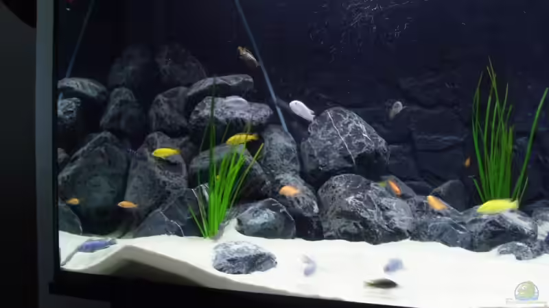 Steinaufbauten linke Seite mit vielen Versteckmöglichkeiten von Tobias Blaurock (4)