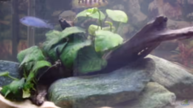 Steinaufbauten März08 noch mit Wurzel von LaChica (13)