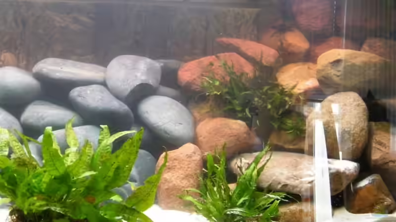 Steinaufbauten mit Javafarn  von Torsten Uhland (3)