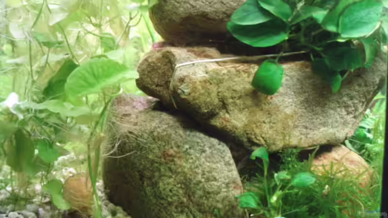 Steinaufbauten von hinten von Jason (13)