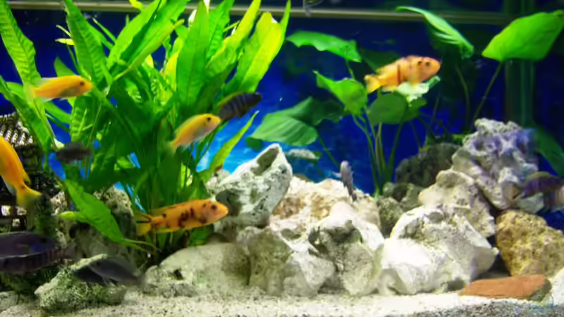 Steinaufbauten2 von 47 Malawi (10)