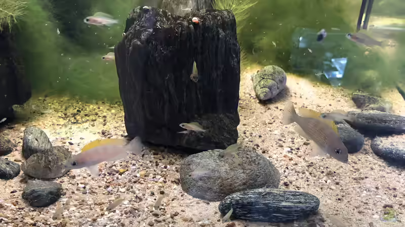 Steine, Achat-Schneckenhäuser und viele Algen... von Helga Kury (5)