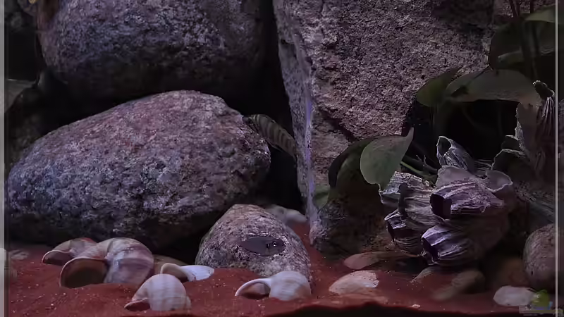 Steine (1) von ***ELLIS*** (21)