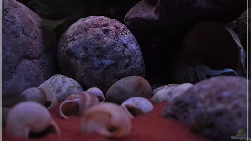 Steine (2) von ***ELLIS*** (22)