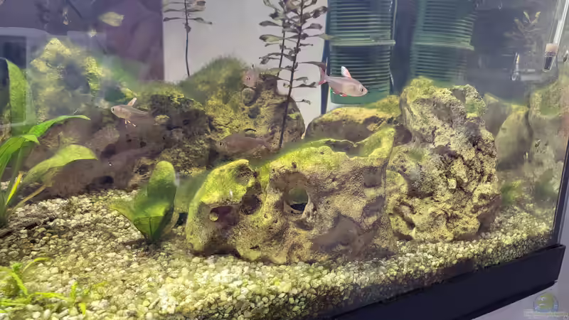 Steine 2022 V2 von Juno (15)