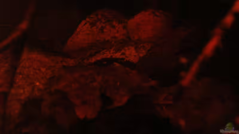 Steine & Laub am 10.06.2013 von Südamerikafreak BK (49)