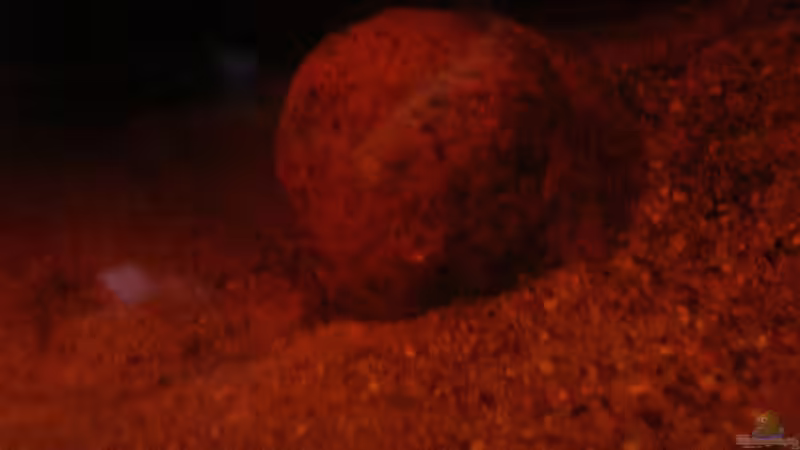 Steine & Sand nr. 2 /21.06.2013/ von Südamerikafreak BK (42)