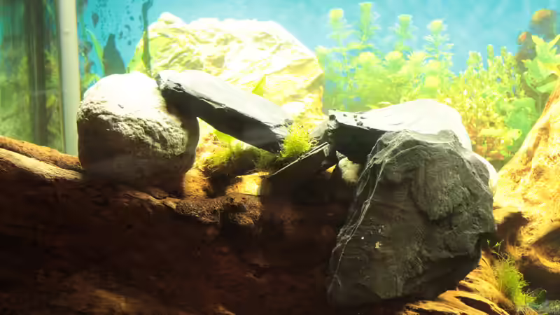 Steine auf der Wurzel von Didi Don (8)