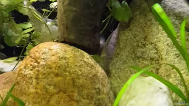 Steine aus dem Friesenwall geklaut von mikeschchaos (5)