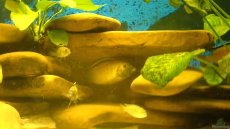 Steine aus einem nahegelegenen Fluss von Sascha1607 (5)