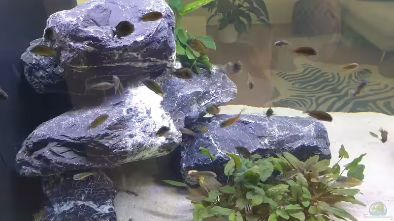 Steine links von Ravy (8)