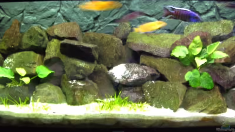 Steine mit Algenaufwuchs zum Abfressen von Malawi310 (2)