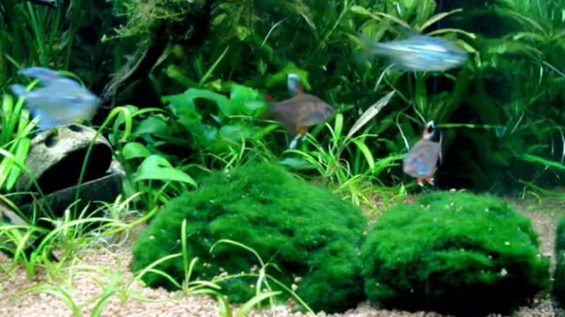 Steine mit Mooskugeln überzogen von Heike Wodzinski (7)