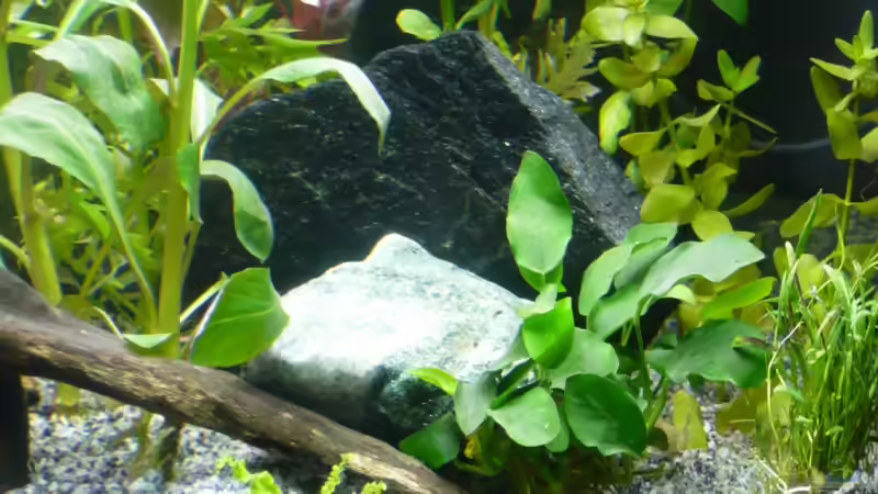 Steine mit Versteck für Schachbrettschmerlen von Nelly Lüscher (6)