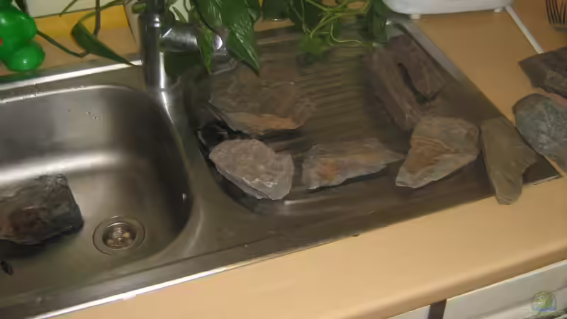 Steine sind selbst gesammelt und wurden zuerst abgekocht von chrisi01 (11)