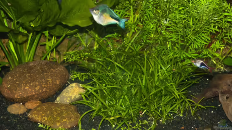 Steine und Bodengrund von Rotrost (6)