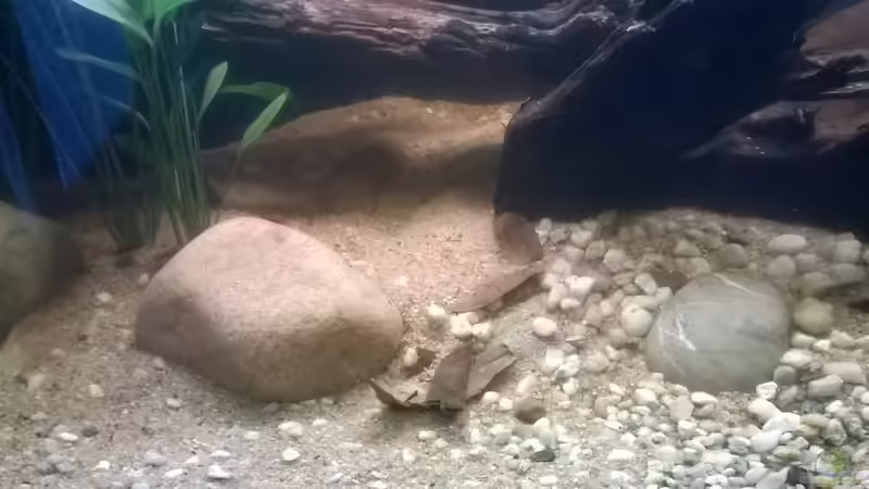 Steine und Seemandelbaumlaub von Silvio (5)