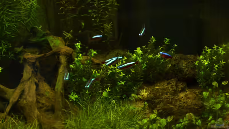 Steine und Wurzel von markdoe (6)