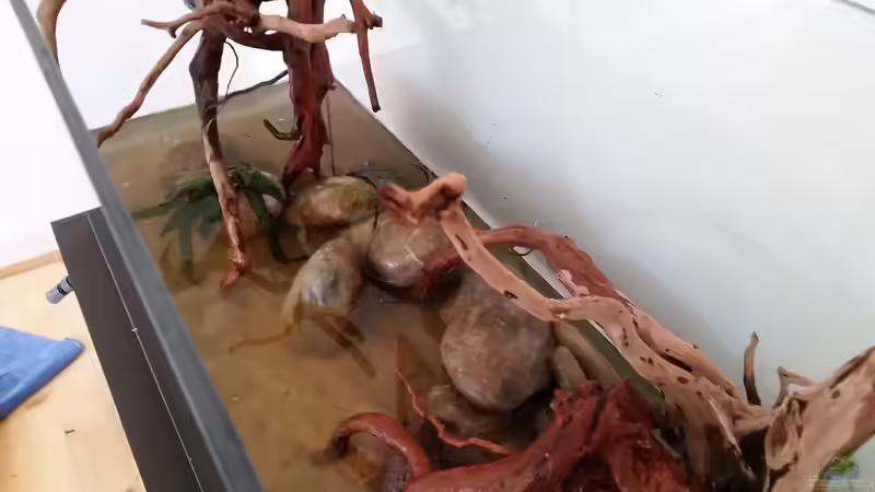 Steine und Wurzeln sind drin. Jetzt kommen die Pflanzen von southheart (12)