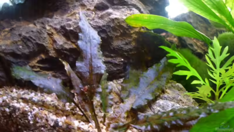 Steine unter dem Filter von dirkvader71 (16)