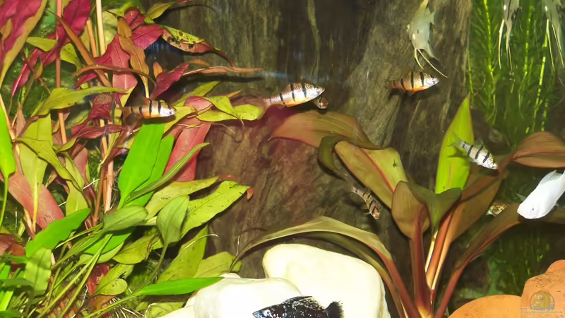 Steine von frankt7 (21)