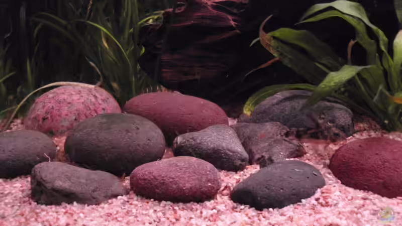 Steinecke  von lennert (6)